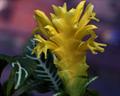 Saffron Spike ، آفلاندرا ، Afelandra 